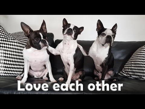 3 Boston Terriers doing Love Each Other funny trick