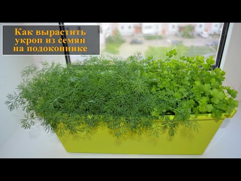 Как выращивать укроп на подоконнике