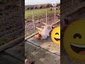 #comedy reel