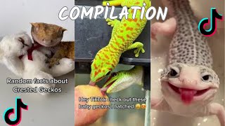 Gecko(Leopard,Crested,Day) TikTok Compilation    2023  4K