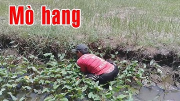 Đi bắt chuột mà bắt được con này|catch the mouse and fish| 抓住老鼠并钓鱼