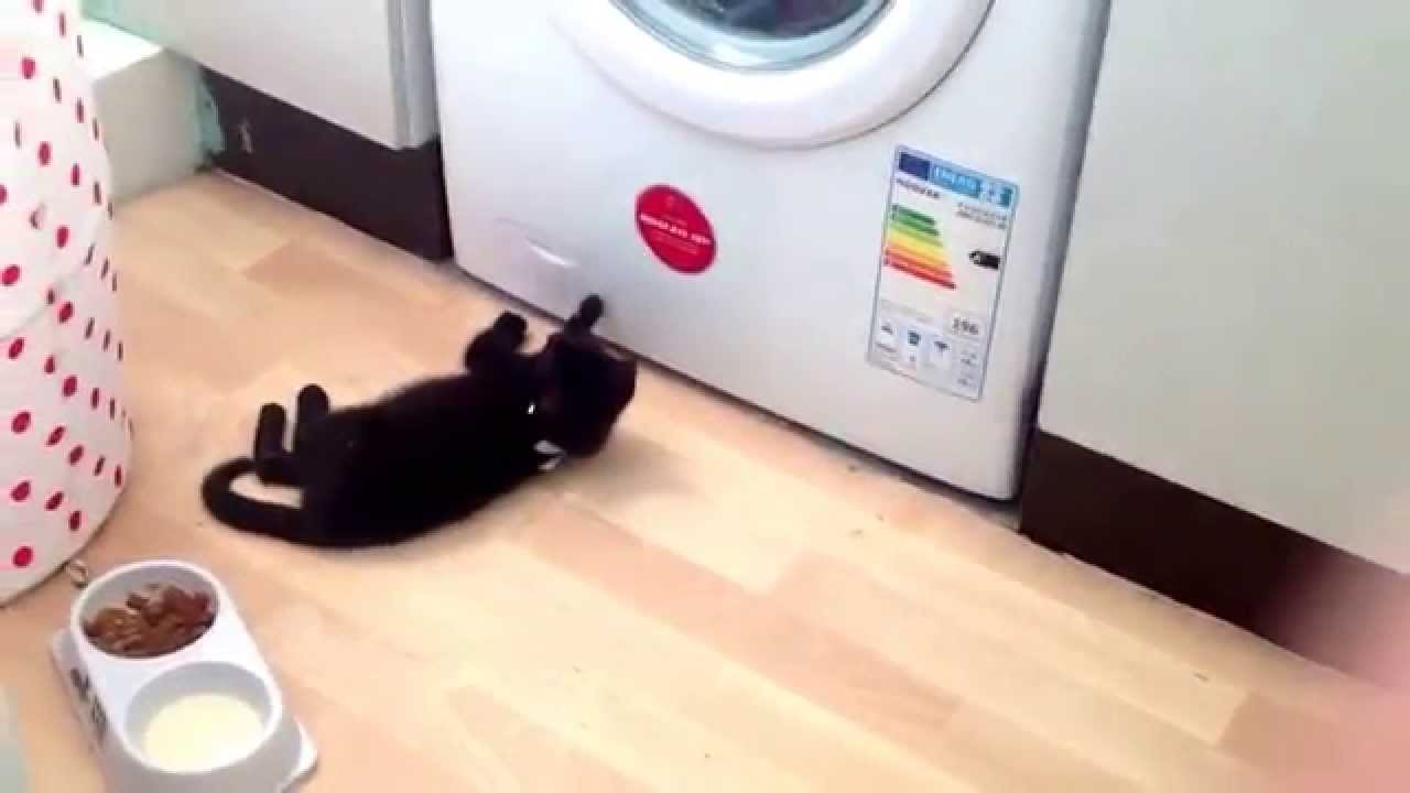 Cat goes crazy with washing machine YouTube