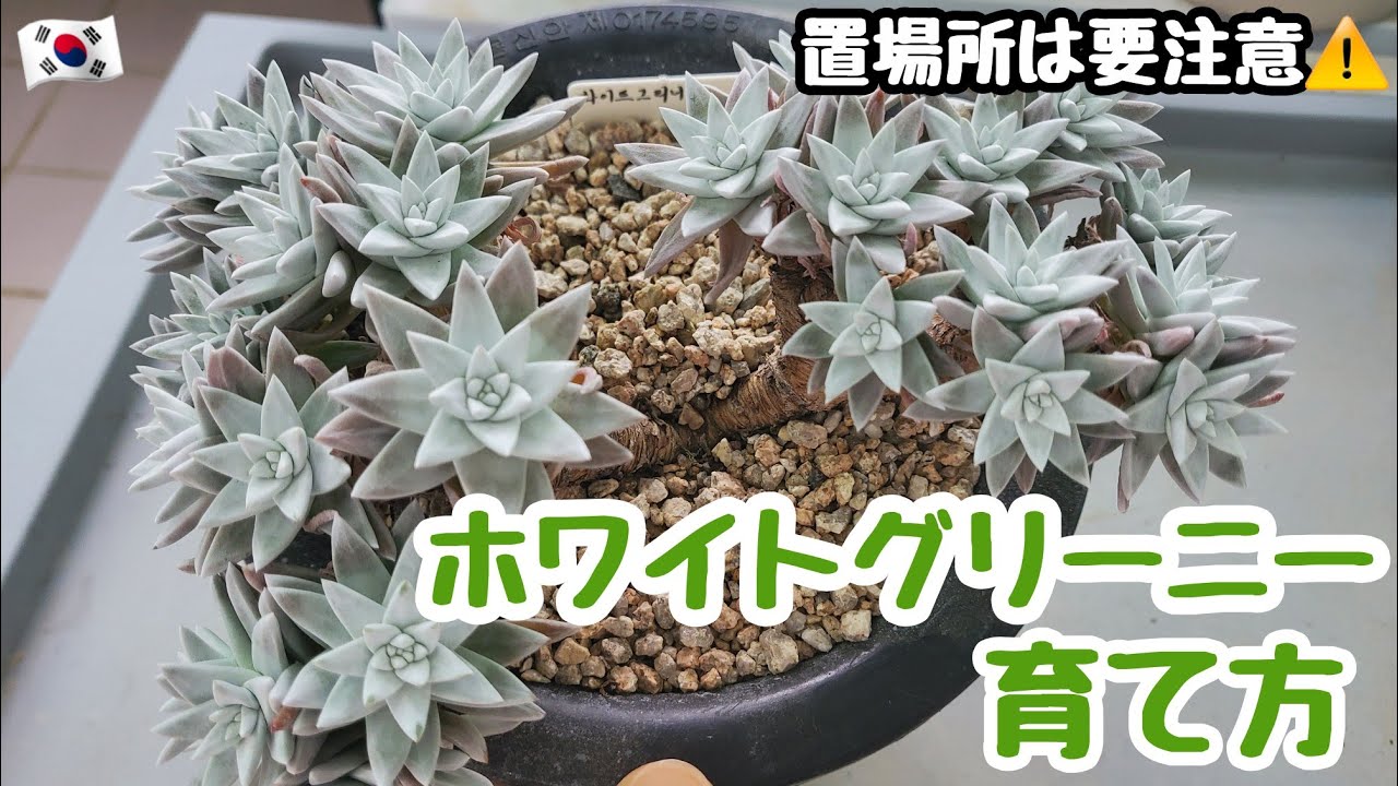 Succulents] [Beginner] How to Grow White Greenie! Placement 