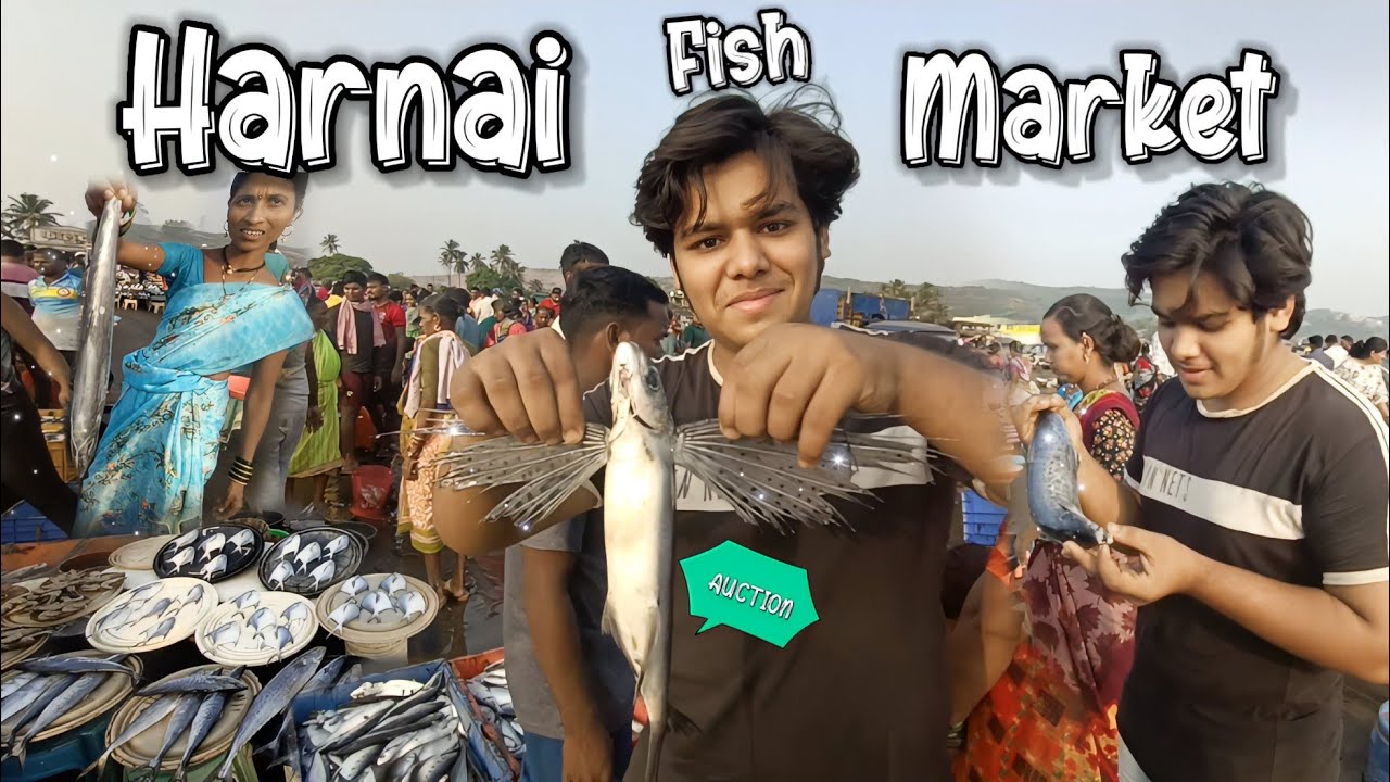 Harnai Fish Market - AUCTION | मोठ्या माश्यांचा लिलाव - हर्णे बंदर | DAPOLI