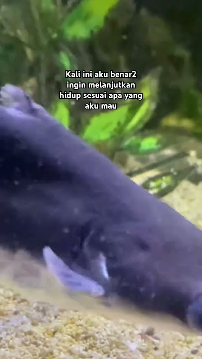 #storyharian #statuswa #statuswhatsapp #statusvideo #sad #status #storywa  #shorts #shortvideo #fyp