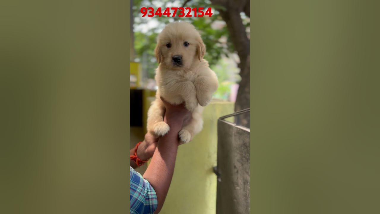 GOLDEN RETRIEVER PUPS AVAILABLE chennai puppies goldenretriever 