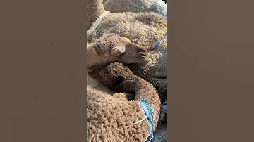 نايمات 