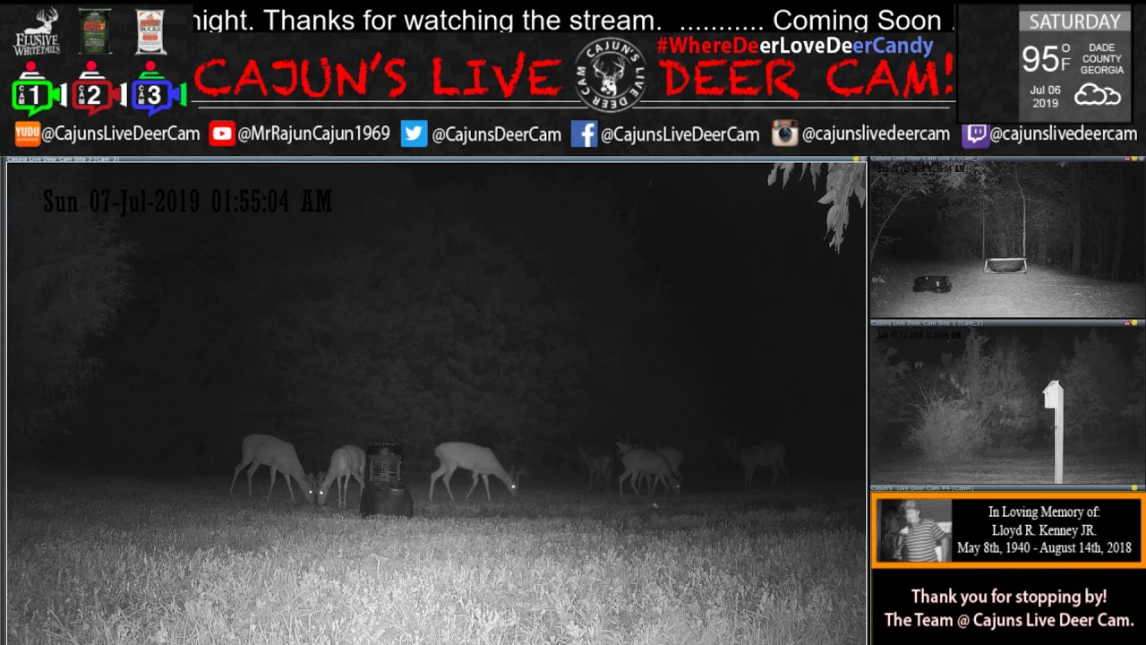 Capsule Feeder The Bucks In Velvet On Cajuns Live Deer Cam In