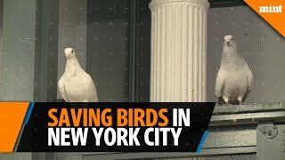 A refuge is saving birds in the middle of New York City screenshot 4