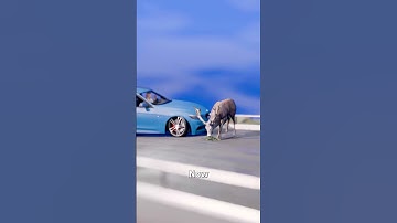 Never Swerve For A Deer 😨