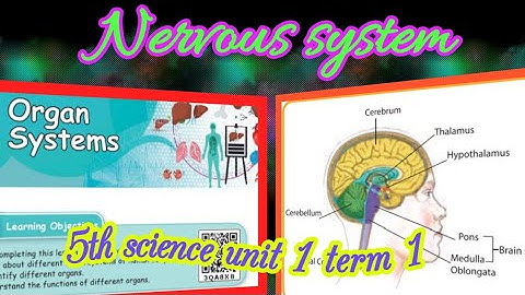 Organ systems (part-5)/Nervous system/ 5th standard/ Science/unit 1/ term 1/ samacheer kalvi