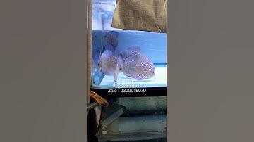 Cá dĩa xanh tiger/ ship toàn quốc/0399915079