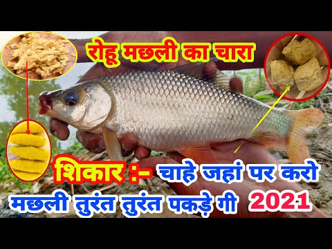 वीडियो: आप एक अच्छा समुद्री साही कैसे चुनते हैं?