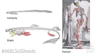 MBLSciShoots: Evolutionary Biology and Cartilaginous Fishes