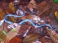 In Search Of the Blue Coral Snake