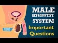 Male reproductive system #Important questions | Ncert class 10 | Biology | Science cbse syllabus