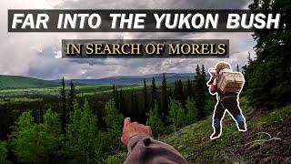 Huge Hike into the Yukon Wilderness to Harvest MOREL Mushrooms