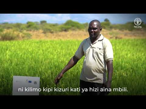 Video: Sedum: kilimo na utunzaji