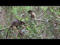 Lumholtz&#39;s tree-kangaroos feeding in Acacia melanoxylon