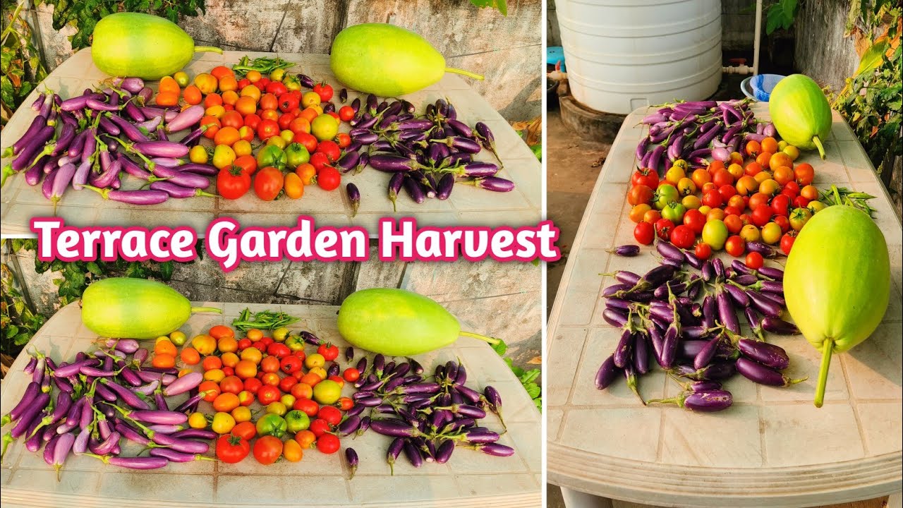 Terrace Garden Harvest In Rooftop Terrace Garden @homemakerstrategy 