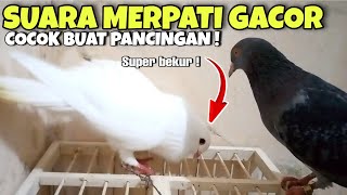 SUARA BURUNG MERPATI GACOR COCOK BUAT PANCINGAN BETINA