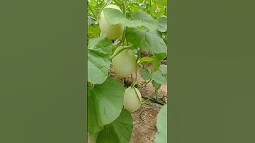 Vườn dưa lê Nhật Kors Hải Thành tại Hải Dương 09/07/2025