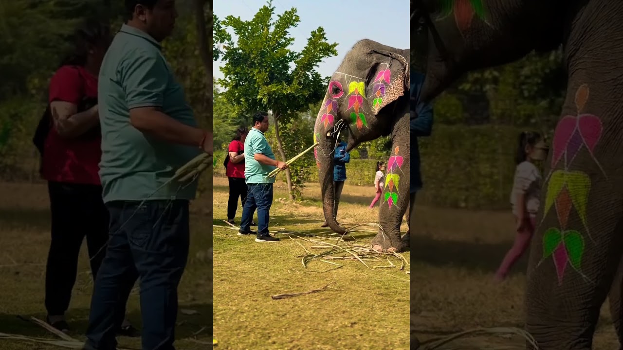 😱😱😱feeding activity with elephant fun park #shorts