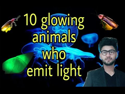 10 glowing animals emit light | Top 10 animals in world | majic world