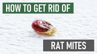 How to Get Rid of Rat Mites (And Infested Rodents)!