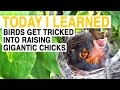 TIL: These Birds Trick Others Into Raising Their Gigantic Kids | Today I Learned