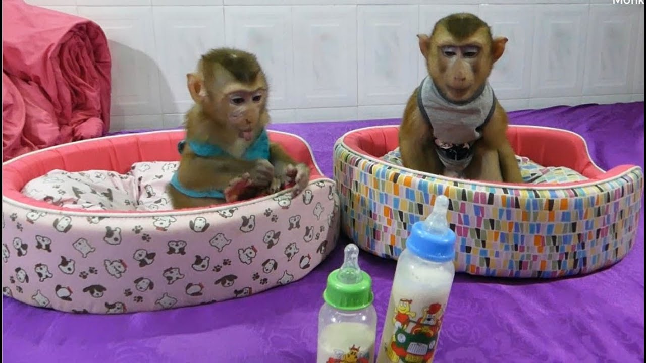 Dodo And Lovely Donal Waiting And Drinking Milk Obediently