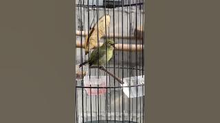 pleci nembak gelatik batu