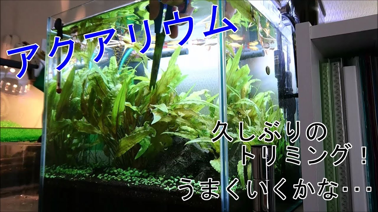 アクアリウム 伸びすぎているクリプトコリネの 久しぶりのトリミング 水草 Youtube アクアリウム 伸びすぎているクリプトコリネの 久しぶりのトリミング 水草 Youtube
