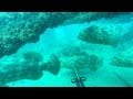 Epic 50+ Goliath Grouper gone wild dive (Jewfish)