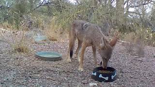 Coyote by CAT's Cats 826 views 3 years ago 1 minute, 1 second