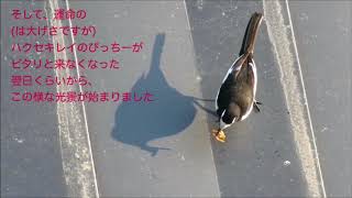 セグロセキレイの訪問🌟Vol.2(不思議な期間)🌟Visit of the Japanese Wagtail セキレイ 検索動画17 セグロセキレイの訪問🌟Vol.2(不思議な期間)🌟Visit of the Japanese Wagtail セキレイ 検索動画 17