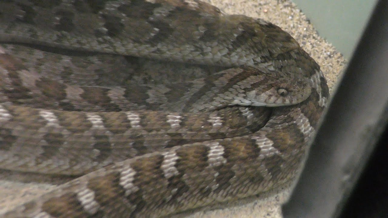 アフリカタマゴヘビ 東山動植物園 17年11月18日 Youtube