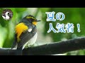 【野鳥観察】夏鳥キビタキを見たくて森林に出かけたら、お眠いルリビタキが可愛すぎた! Vlog19