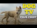 Dogtv  divertissement pour chiot vido relaxante pour chien seul 