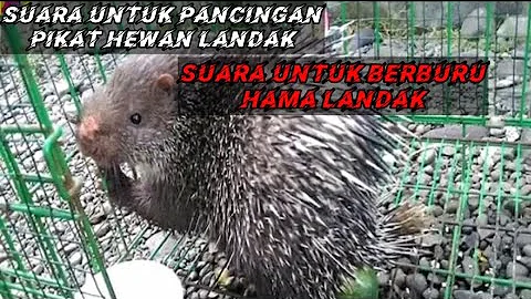 SUARA PIKAT ‼️landak . hedgehog sound.suara cari pasangan /lawan jenis