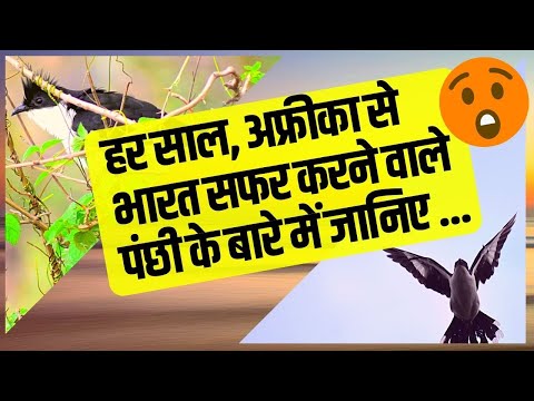 वीडियो: चातक कितने ग्राम है?