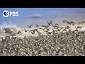 Mesmerizing Sandpipers Hunt... While Being Hunted