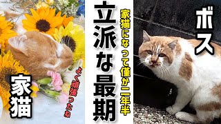 【最強で最高】野良ボス猫との「出会い」と「別れ」【追悼】