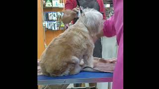 Dog grooming transformation by Dogs Nepal Pet Store and grooming parlour 34 views 11 months ago 5 minutes, 33 seconds