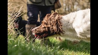 The Field Trial Dog