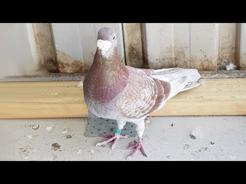 Video: Mercusuar Pigeon Point - Mengapa Anda Akan Senang Melihatnya