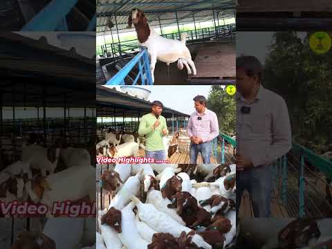ग व क लड क बकर प लन स क स बन कर ड पत I Goat Farming I Bakri Palan