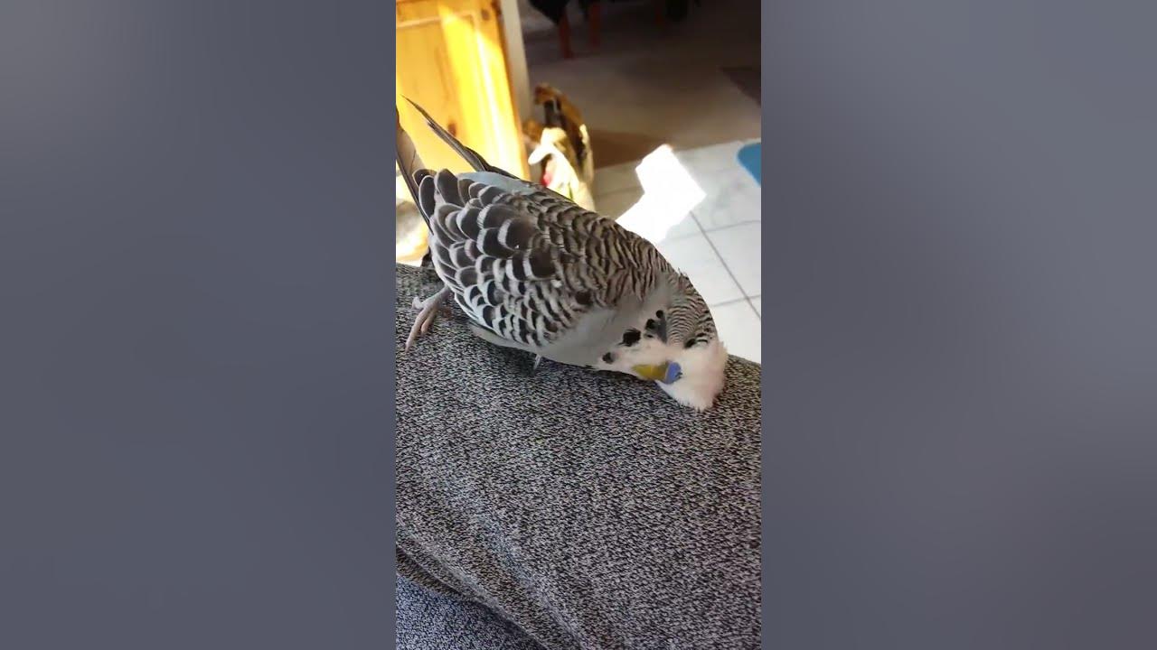 Do Puppies Itch Themselves A Lot