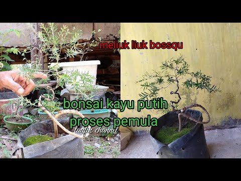 Proses pengawatan bonsai kayu putih
