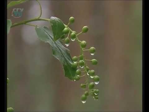 რატომ მიფრინავენ ფრინველები